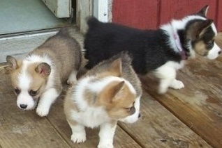 pembroke Welsh Corgi puppies ready Image eClassifieds4u