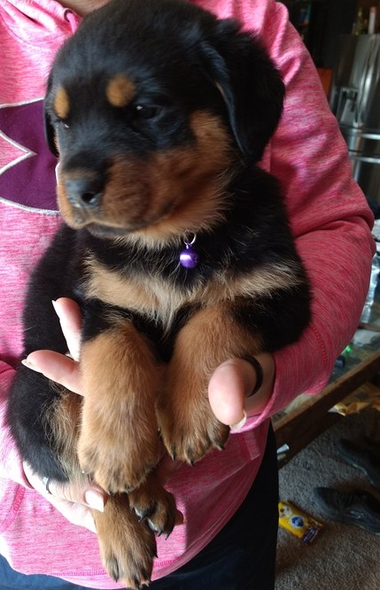 Well Socialized Rottweiler puppies Ready Now !!! (612)470-8177 Image eClassifieds4u