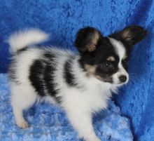 3 cute and adorable Papillon Puppies for adoption.