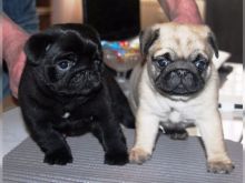 Black and fawn Pug Puppies available