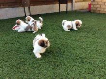 Cute and Tiny Shih Tzu Puppies