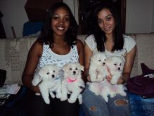 Fluffy White Maltese Puppies for adoption