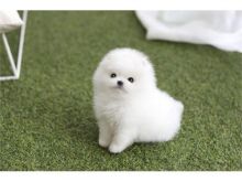 White Fluffy Male and female Pomeranian Puppies