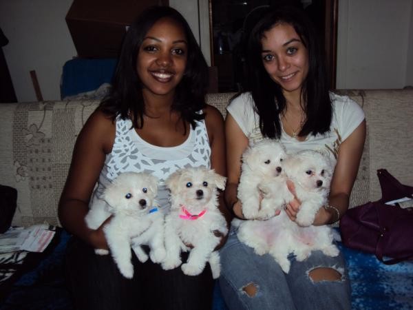 Fluffy White Maltese Puppies for adoption Image eClassifieds4u
