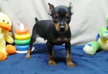 Rehoming Male and female Miniature Pinscher Puppies Image eClassifieds4u 2
