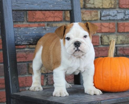🎄🎄 Ckc ☮ Male ☮ Female ☮ English Bulldog Puppies 🏠💕Delivery is Possible🌎✈� Image eClassifieds4u