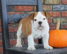 🎄🎄 Ckc ☮ Male ☮ Female ☮ English Bulldog Puppies 🏠💕Delivery is Possible🌎✈�
