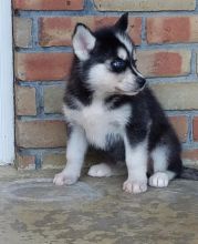 🎄🎄 Ckc ☮ Male ☮ Female ☮ Siberian Husky Puppies Email at us ⇛⇛ [ cherylpaul986@gmail