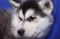 Akc registered Siberian Husky puppies