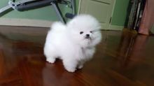 Amazing Micro Teacup Pomeranian puppy