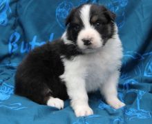 Australian Shepherd puppies