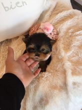 Baby doll face Yorkies available . compact bodies, short legs, short muzzles. Text-Call (856) 556-62