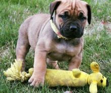 Boerboel puppies ready for rehoming