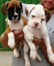 Chunky Male and female Boxer Puppies
