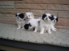 De-flead and microchipped Japanese Chin Puppies
