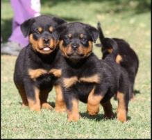 Energetic Rottweiler Puppies