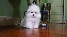 Pomeranian Puppies Available Free