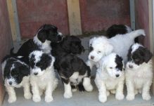 Portuguese Water Dog puppies