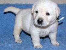 purebred Labrador puppies.