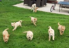 Smart and gorgeous Golden Retriever Puppies