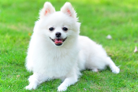 Adorable Pedigree Pomeranian Puppies Image eClassifieds4u