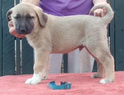Anatolian Shepherd puppies ready Image eClassifieds4u