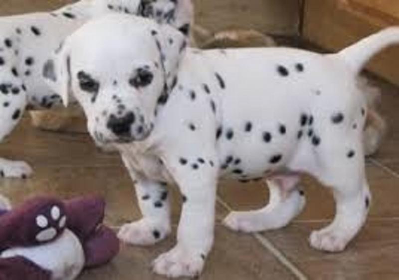 Friendly, affectionate and intelligent Dalmatian puppies. Image eClassifieds4u