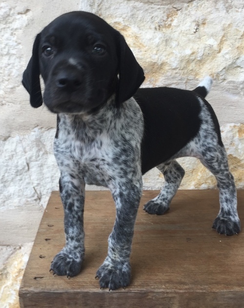 German Short Hair Pointer puppies Image eClassifieds4u