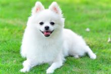 Adorable Pedigree Pomeranian Puppies Image eClassifieds4U