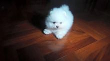 Adorable Pedigree Pomeranian Puppies Ready Image eClassifieds4U