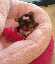 Doll face puppies-Text-Call (856) 556-6229 to reserve a puppy or to find out more information. ✈ Image eClassifieds4u 1