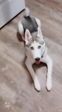 5 month old Female Siberian Mountain Husky