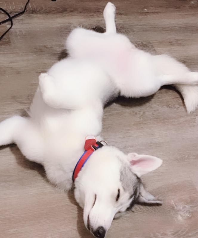 5 month old Female Siberian Mountain Husky Image eClassifieds4u