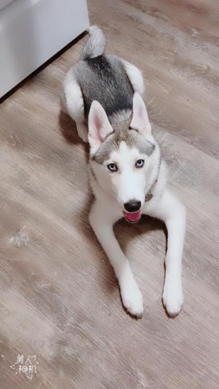 5 month old Female Siberian Mountain Husky Image eClassifieds4u