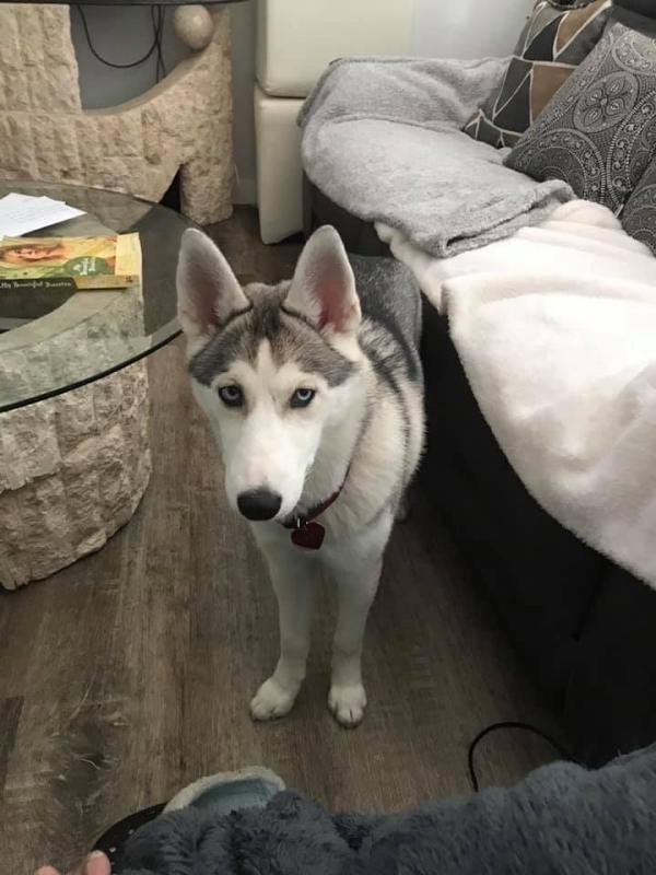 5 month old Female Siberian Mountain Husky Image eClassifieds4u