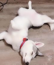5 month old Female Siberian Mountain Husky Image eClassifieds4u 2