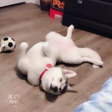 5 month old Female Siberian Mountain Husky Image eClassifieds4u 3