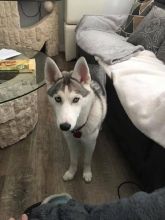 5 month old Female Siberian Mountain Husky Image eClassifieds4u 4