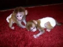 Outstanding Capuchin Monkey for Sale