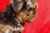 Absolutely Healthy Yorkie Puppy