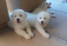 Adorable Great Pyrenees puppies shots Wormed and guaranteed healthy