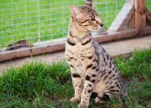 Beautiful F1 Savannah Kittens