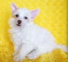 Chinese Crested puppies