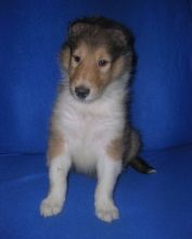 Collie puppies ready now