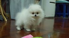 Cute Pomeranian Pups