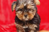 Cute Yorkie puppies