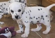 Dalmatian puppies