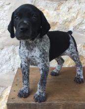 German Short Hair Pointer puppies