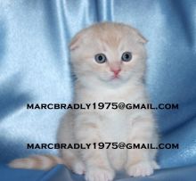 Good looking male and female British Short Hair Kittens for adoption -