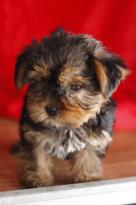 Home raised yorkie puppies for rehoming